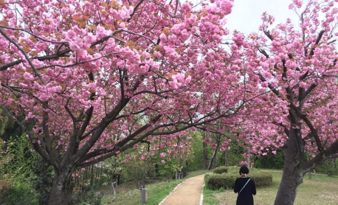 倶利迦羅さん　八重桜まつり